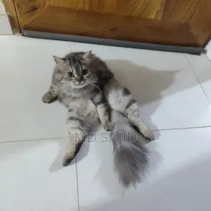 Persian Cat