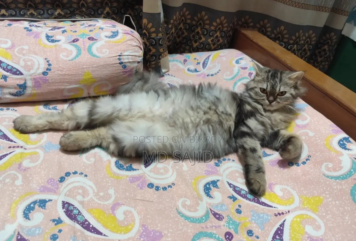 Persian Cat