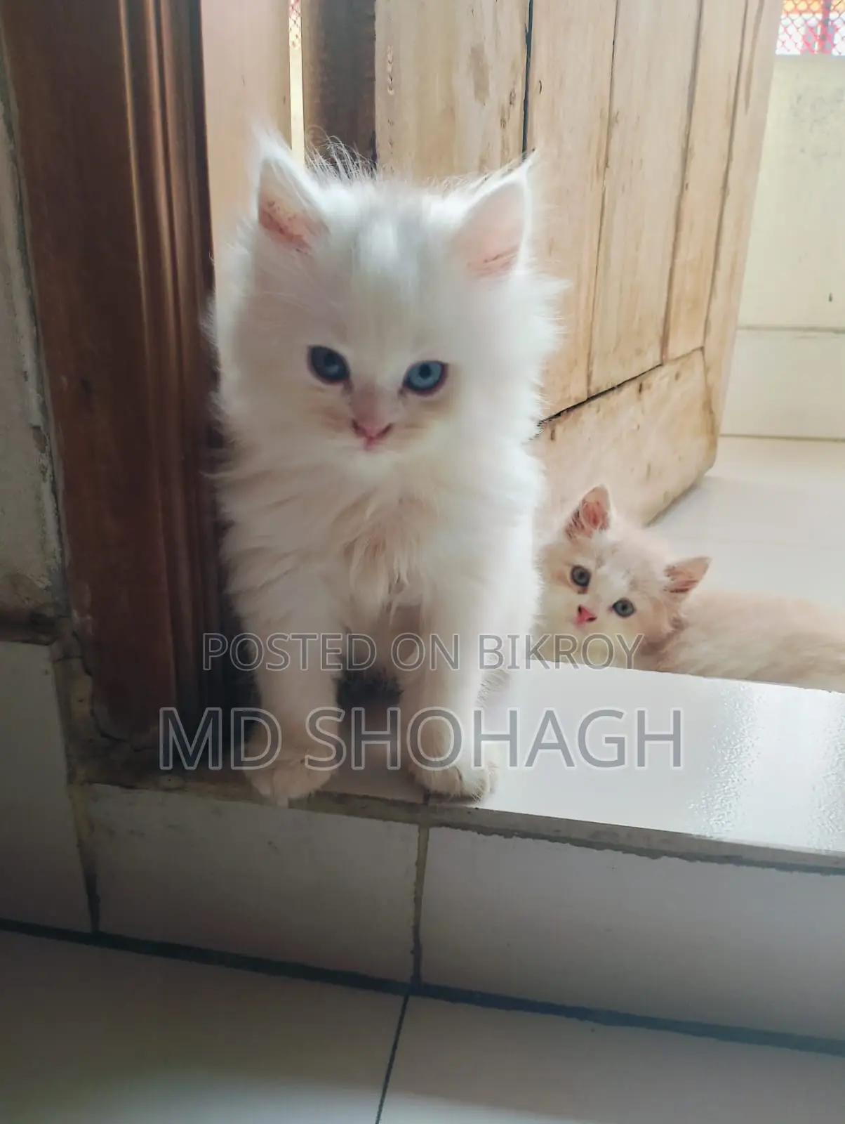Persian Kitten