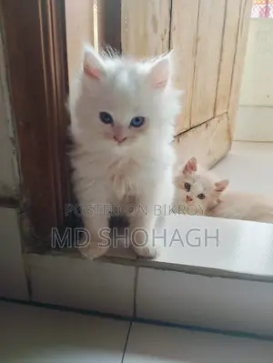 Persian Kitten