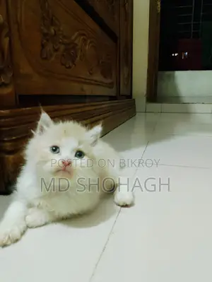 Persian Kitten