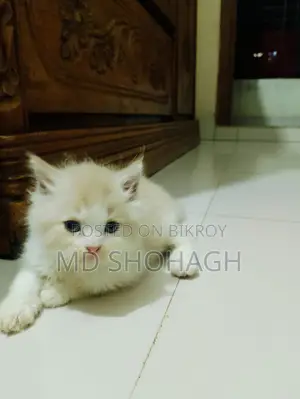 Persian Kitten