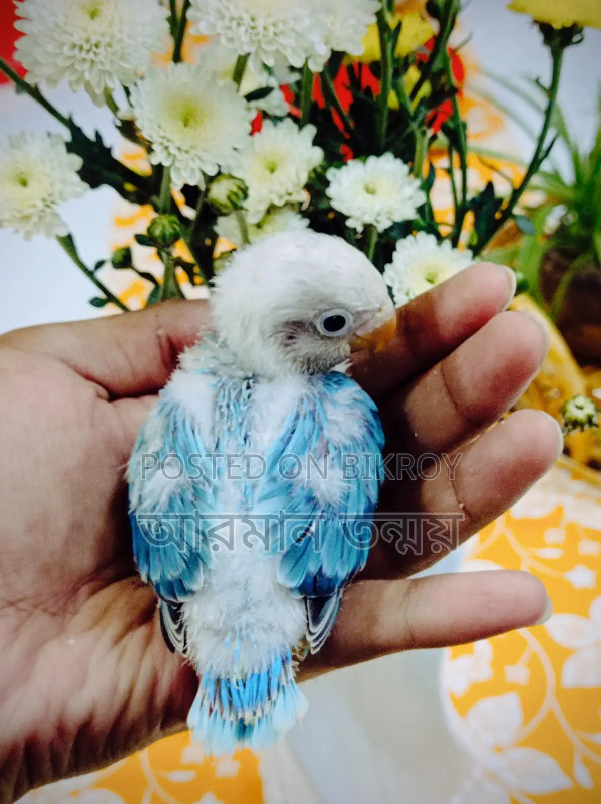 Blue Opaline