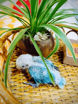 Blue Opaline