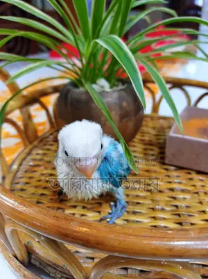Blue Opaline