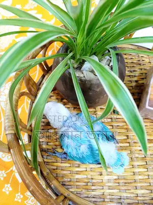 Blue Opaline