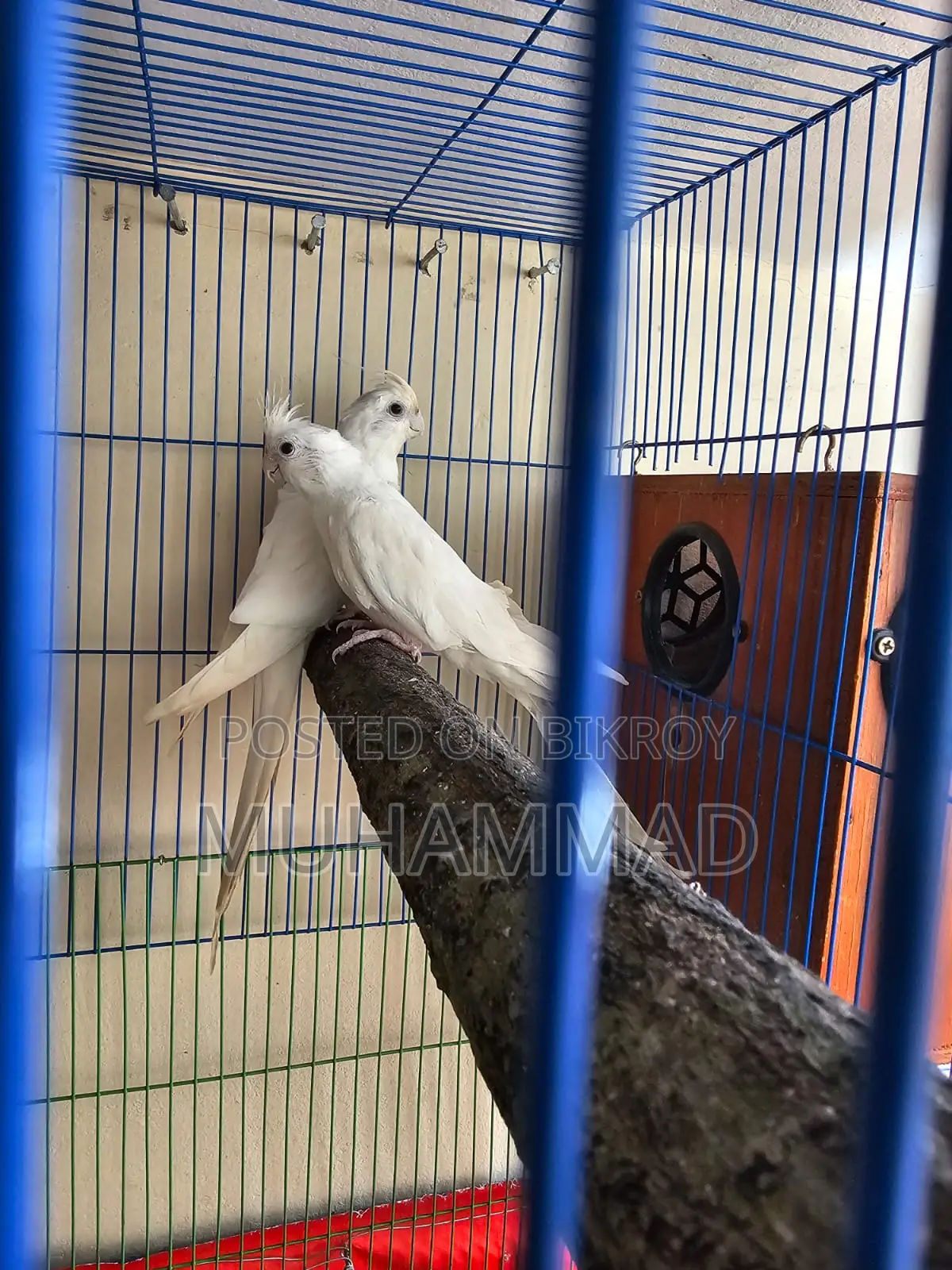 Running Albino Cockatiel