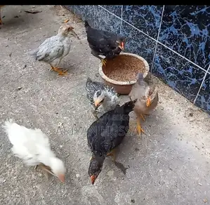 Native Chicken Chicks for Sale