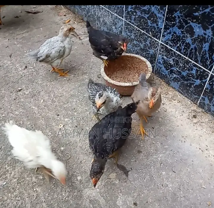 Native Chicken Chicks for Sale
