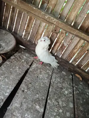 Bombay Running Pigeons