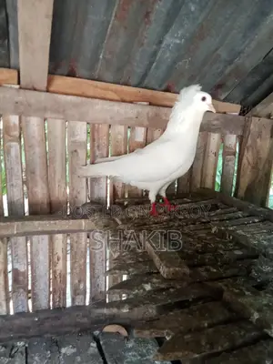 Bombay Running Pigeons