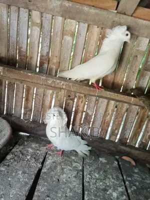 Bombay Running Pigeons