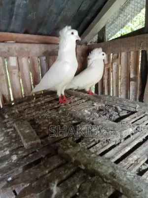 Bombay Running Pigeons