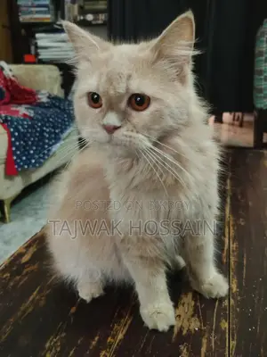 পার্সিয়ান মেয়ে বিডাল