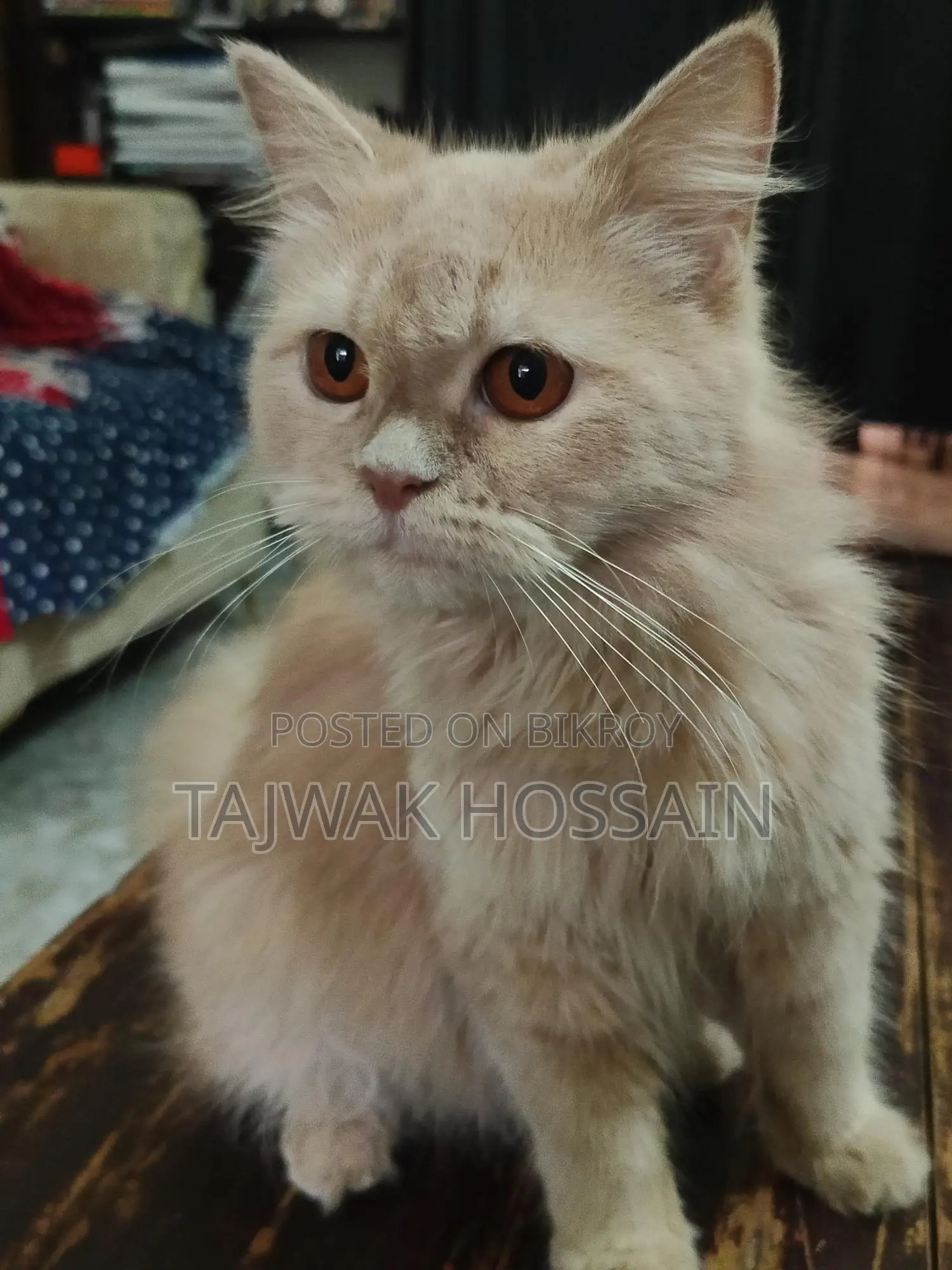 পার্সিয়ান মেয়ে বিডাল