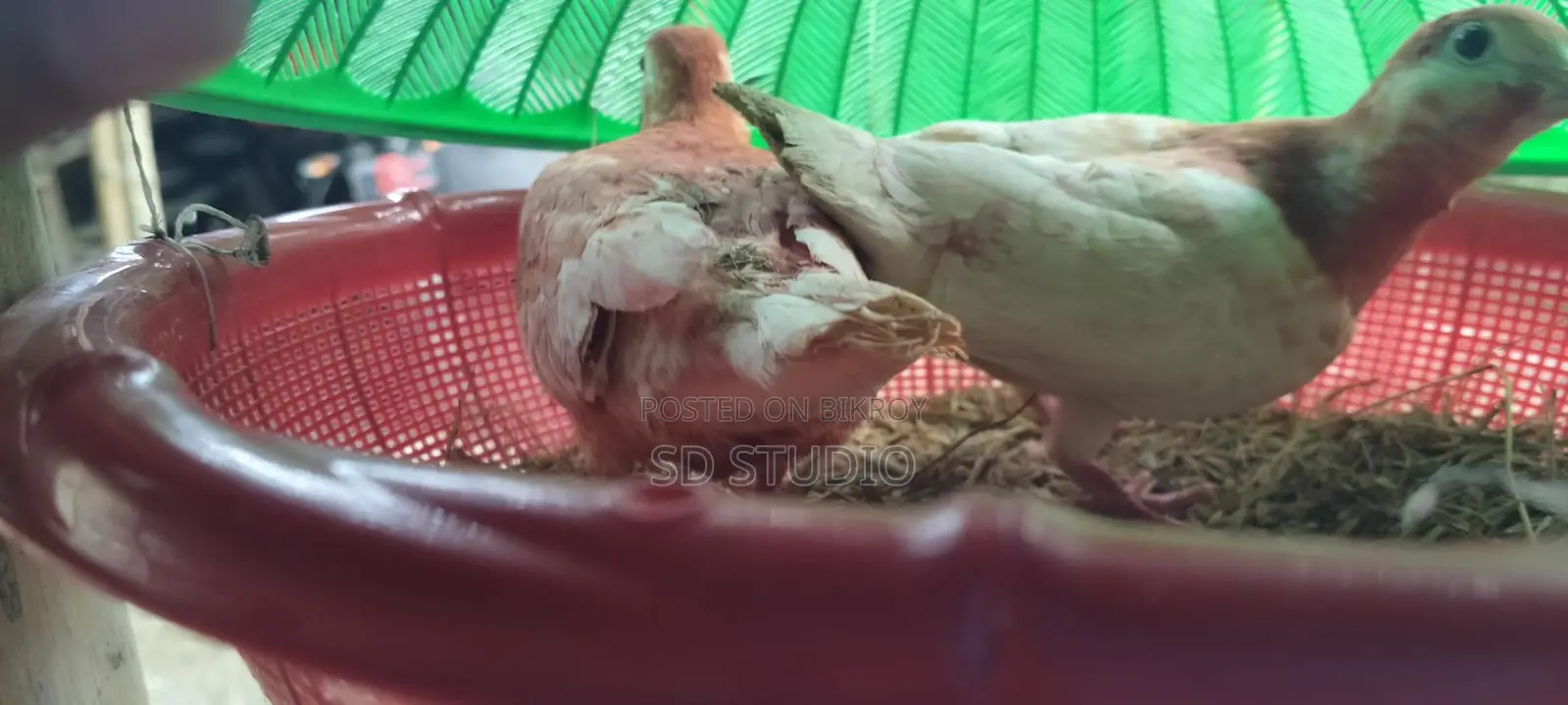 অস্ট্রেলিয়ান ঘুঘু