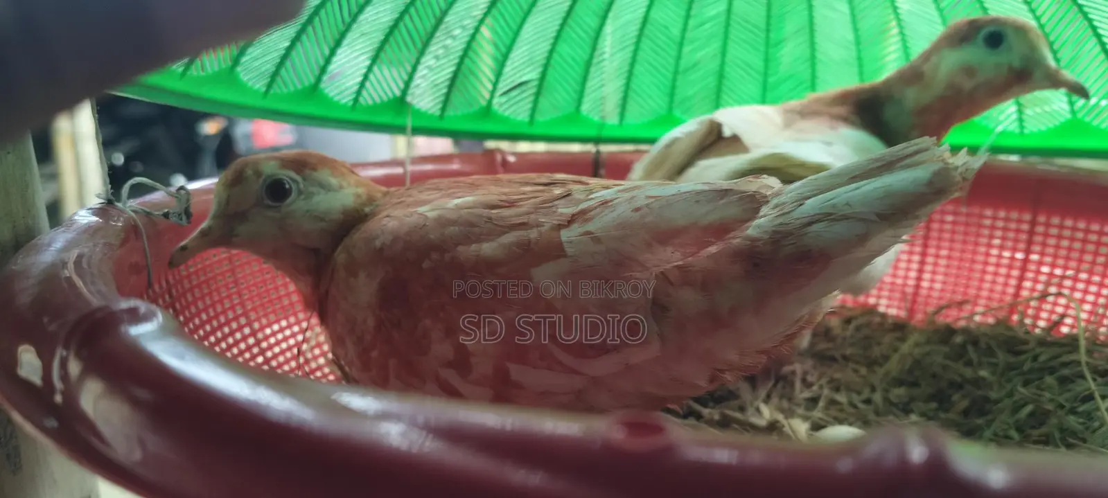 অস্ট্রেলিয়ান ঘুঘু