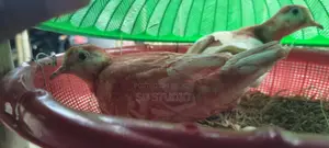 অস্ট্রেলিয়ান ঘুঘু