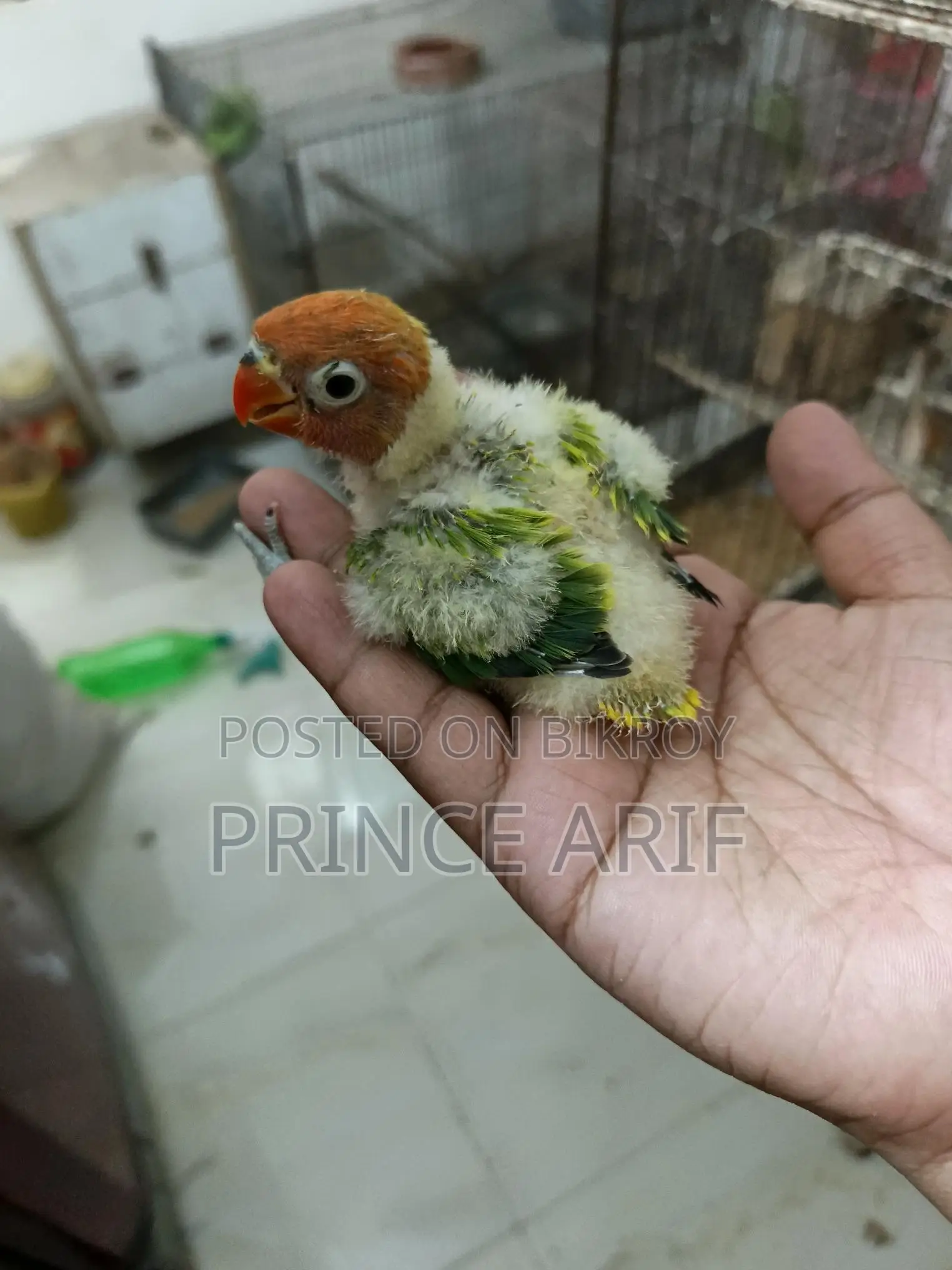 Lovebird Baby for Sale