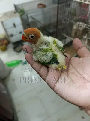 Lovebird Baby for Sale