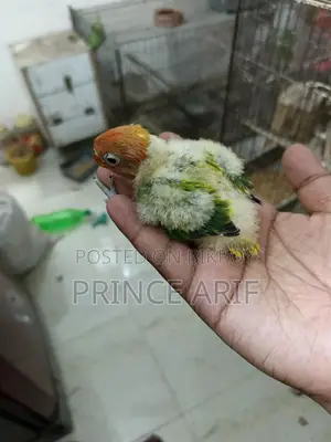 Lovebird Baby for Sale