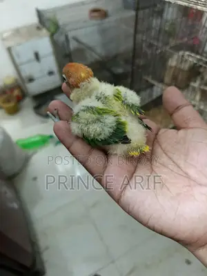 Lovebird Baby for Sale