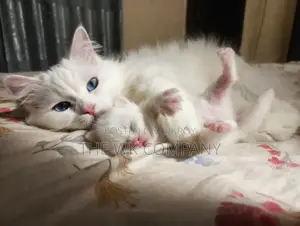0-1 month Female Purebred Exotic