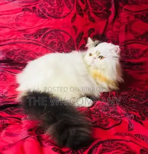 0-1 month Female Purebred Exotic