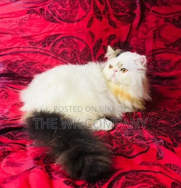 0-1 month Female Purebred Exotic