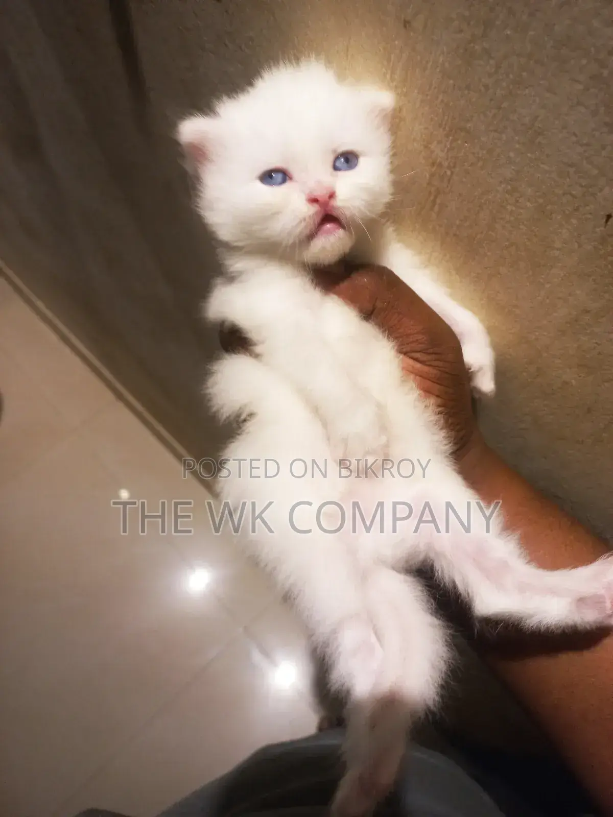 0-1 month Female Purebred Exotic