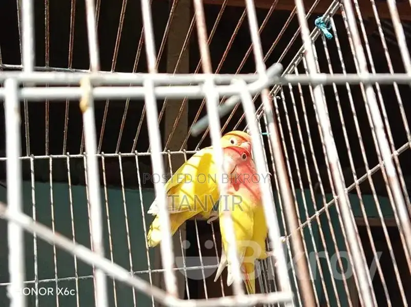লাভ বার্ড পাখি