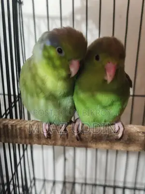 Forpus Parrot