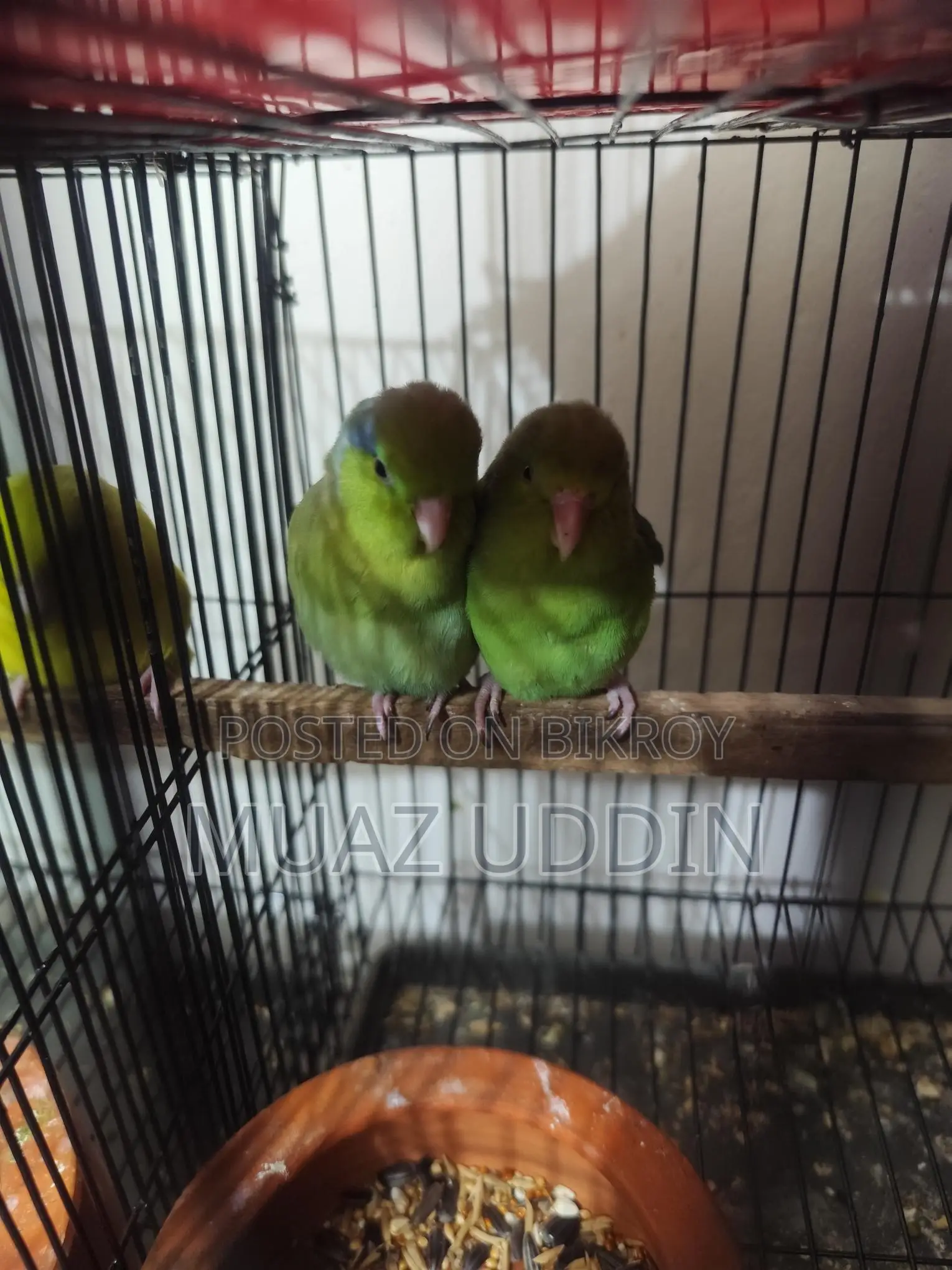 Forpus Parrot