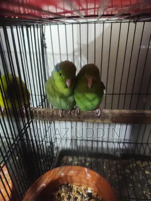Forpus Parrot
