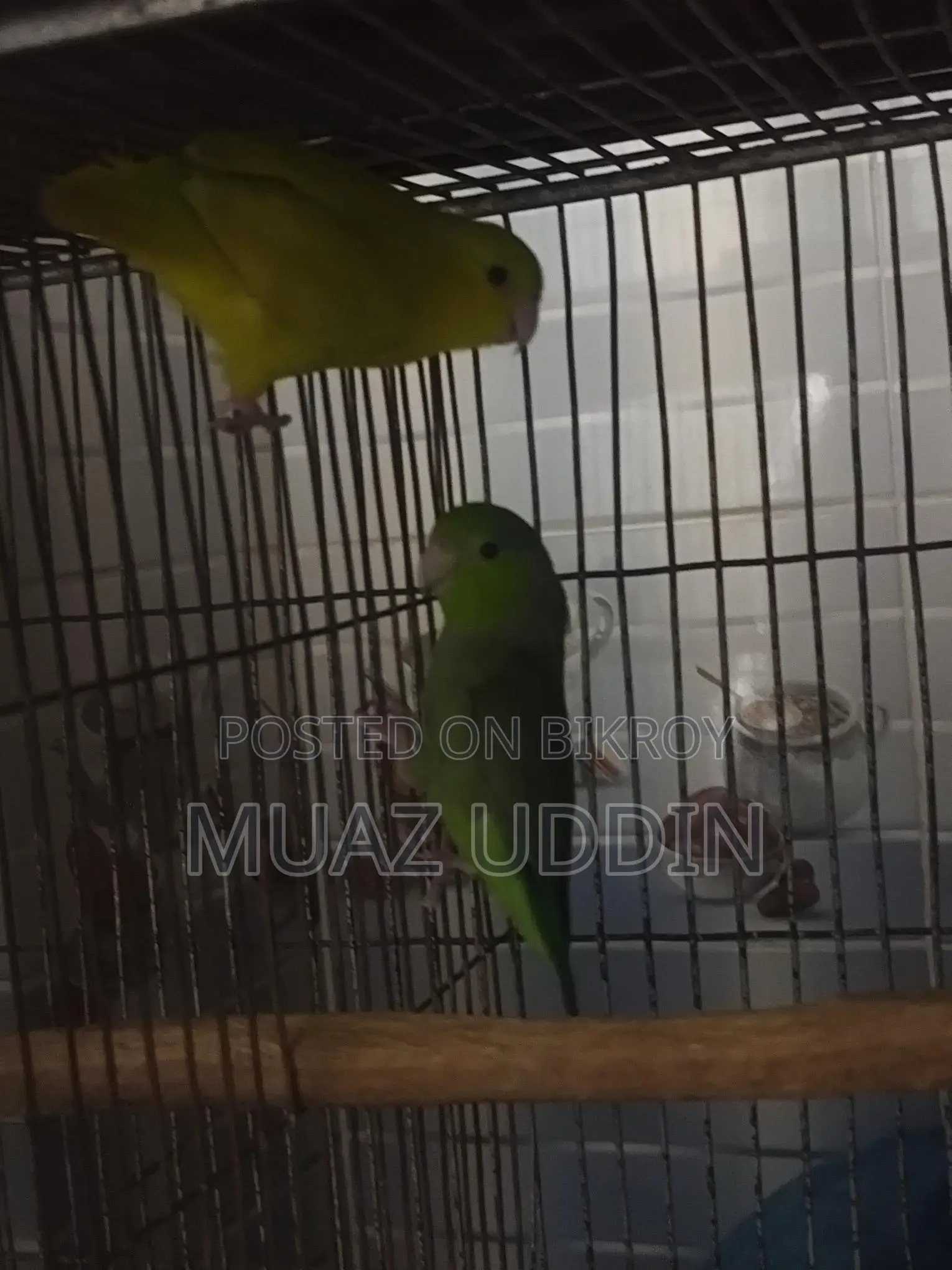 Forpus Parrot