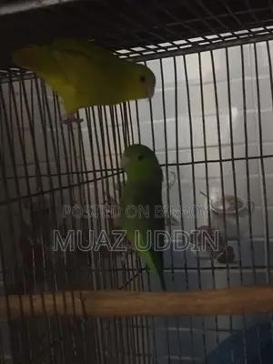Forpus Parrot