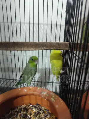 Forpus Parrot