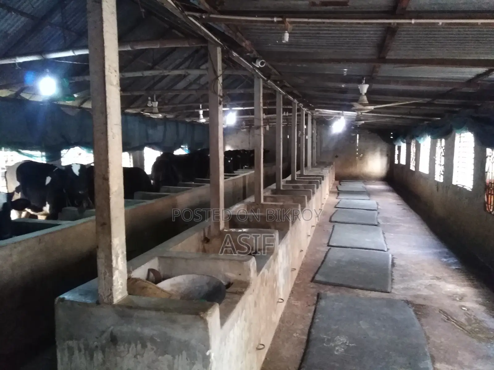 Cow and Poultry Farm for Rent