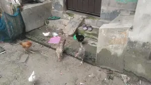 Deshi Chicken