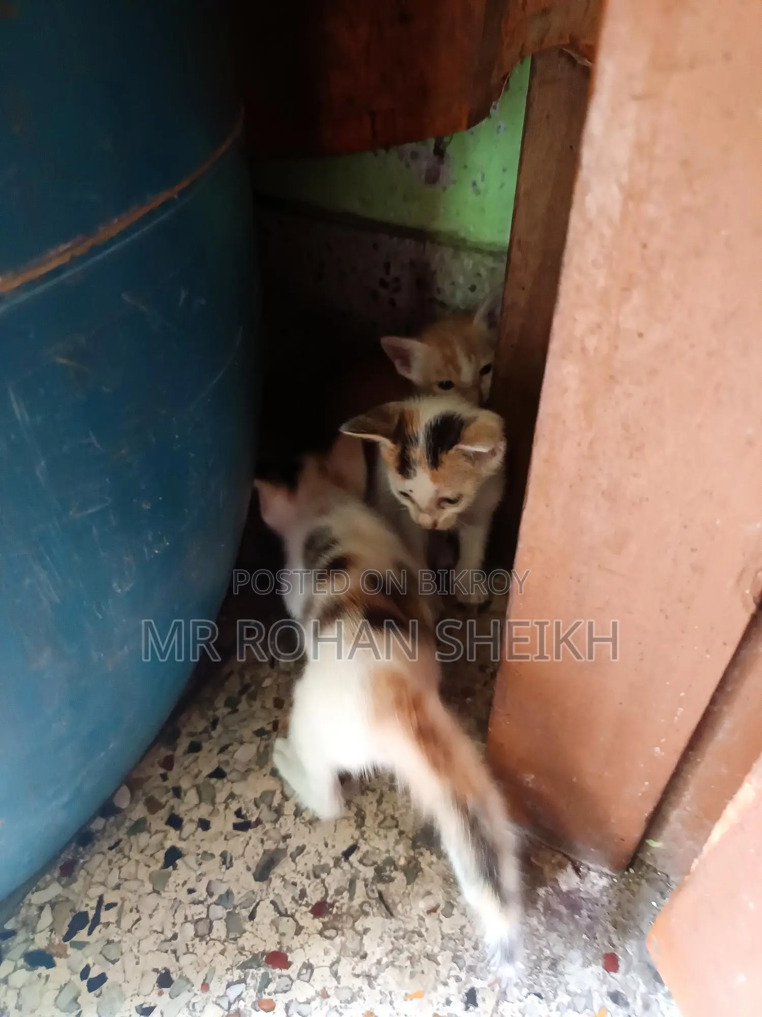 বিড়াল