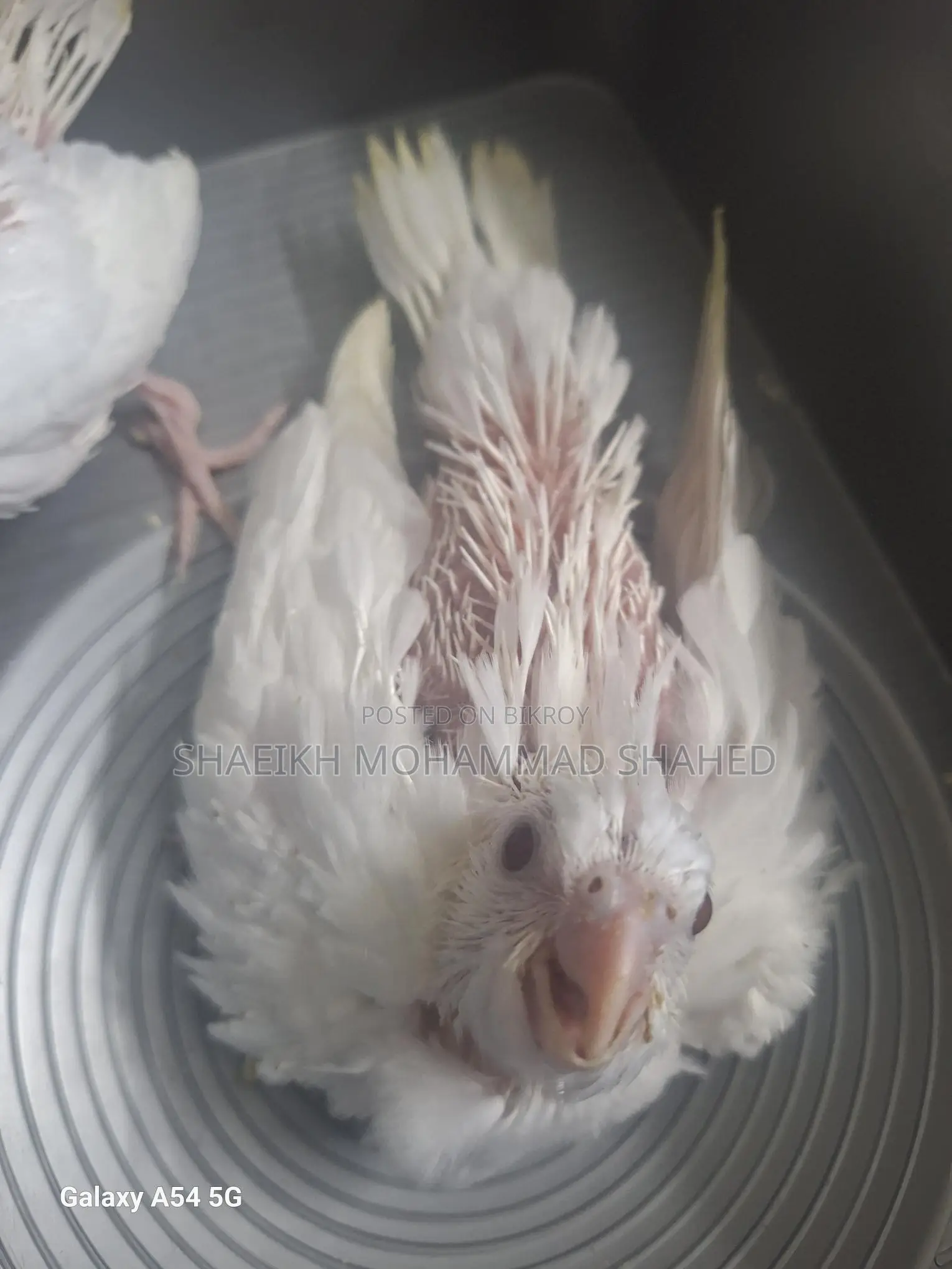 Cockatiel Albino Tame Size Baby