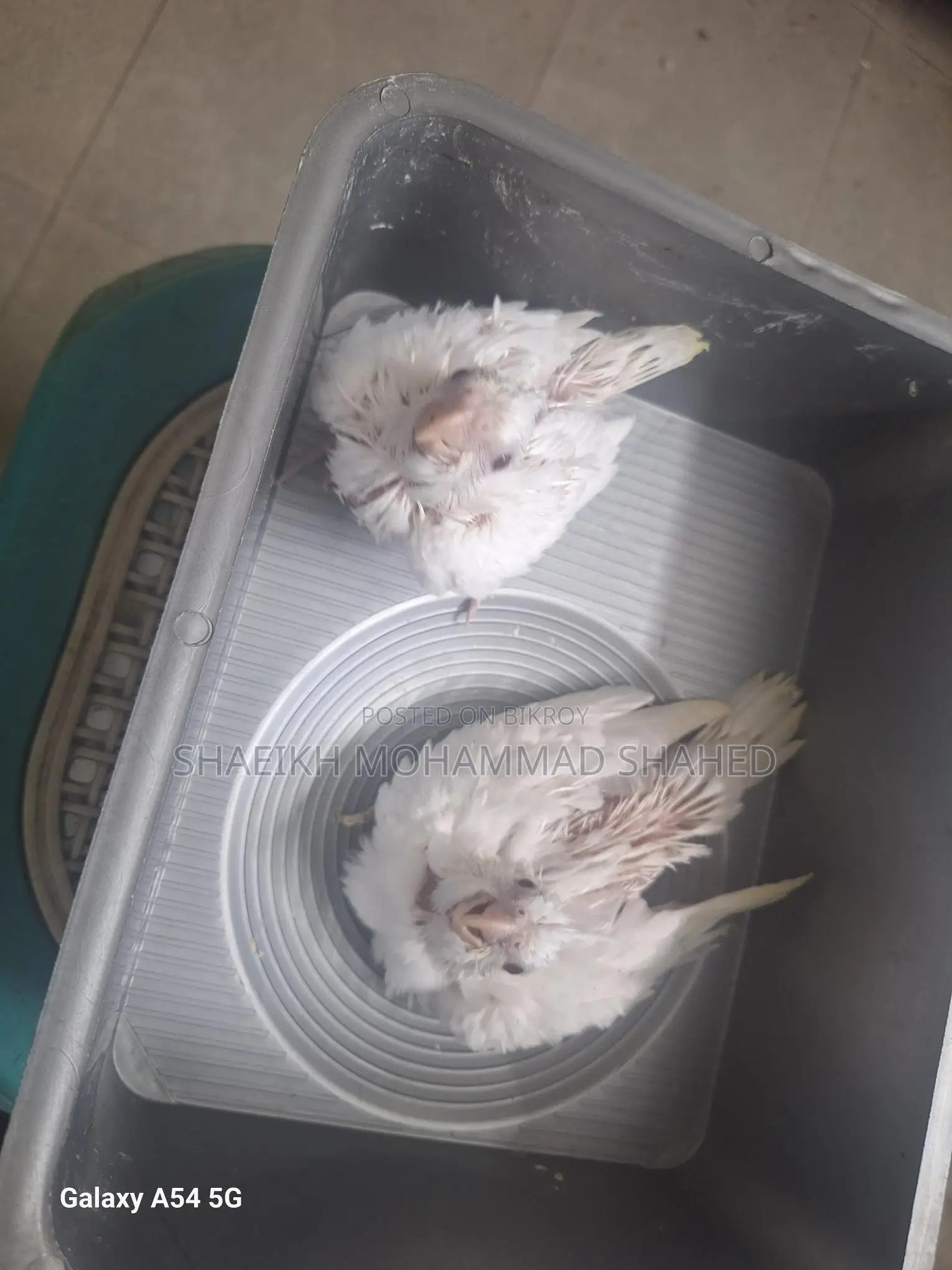 Cockatiel Albino Tame Size Baby