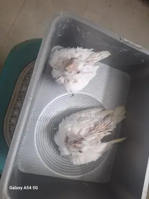 Cockatiel Albino Tame Size Baby