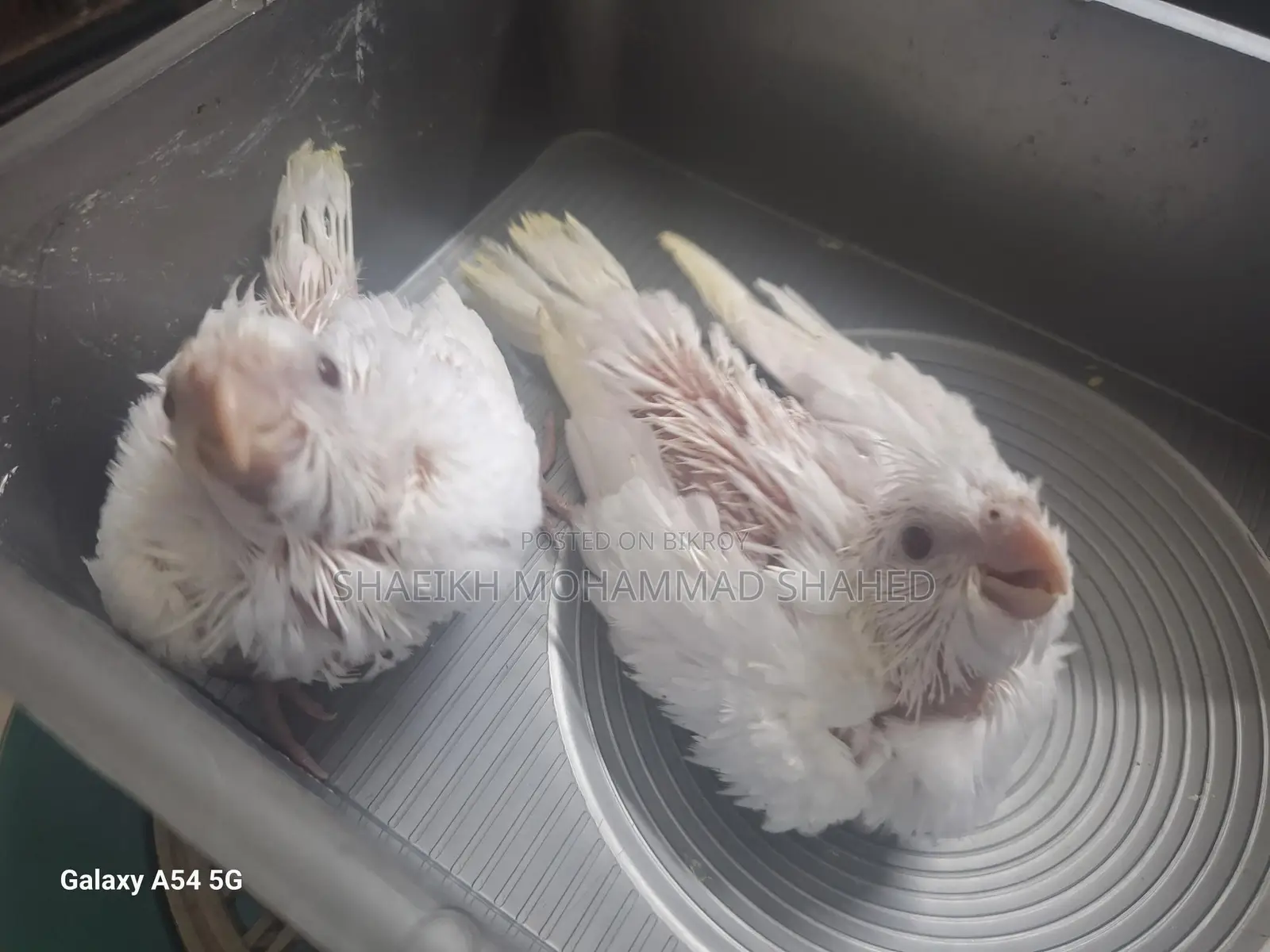 Cockatiel Albino Tame Size Baby