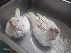 Cockatiel Albino Tame Size Baby