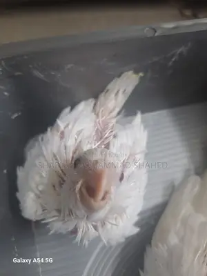 Cockatiel Albino Tame Size Baby