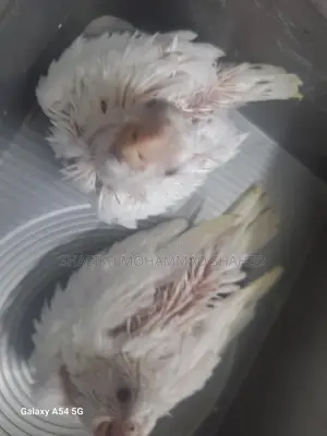 Cockatiel Albino Tame Size Baby