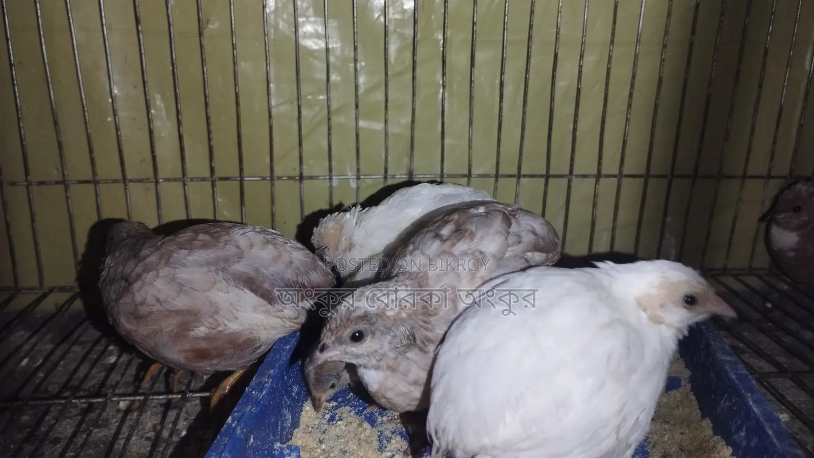 Quail chicks for sale