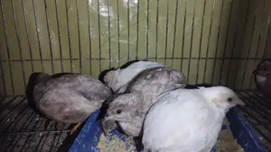 Quail chicks for sale