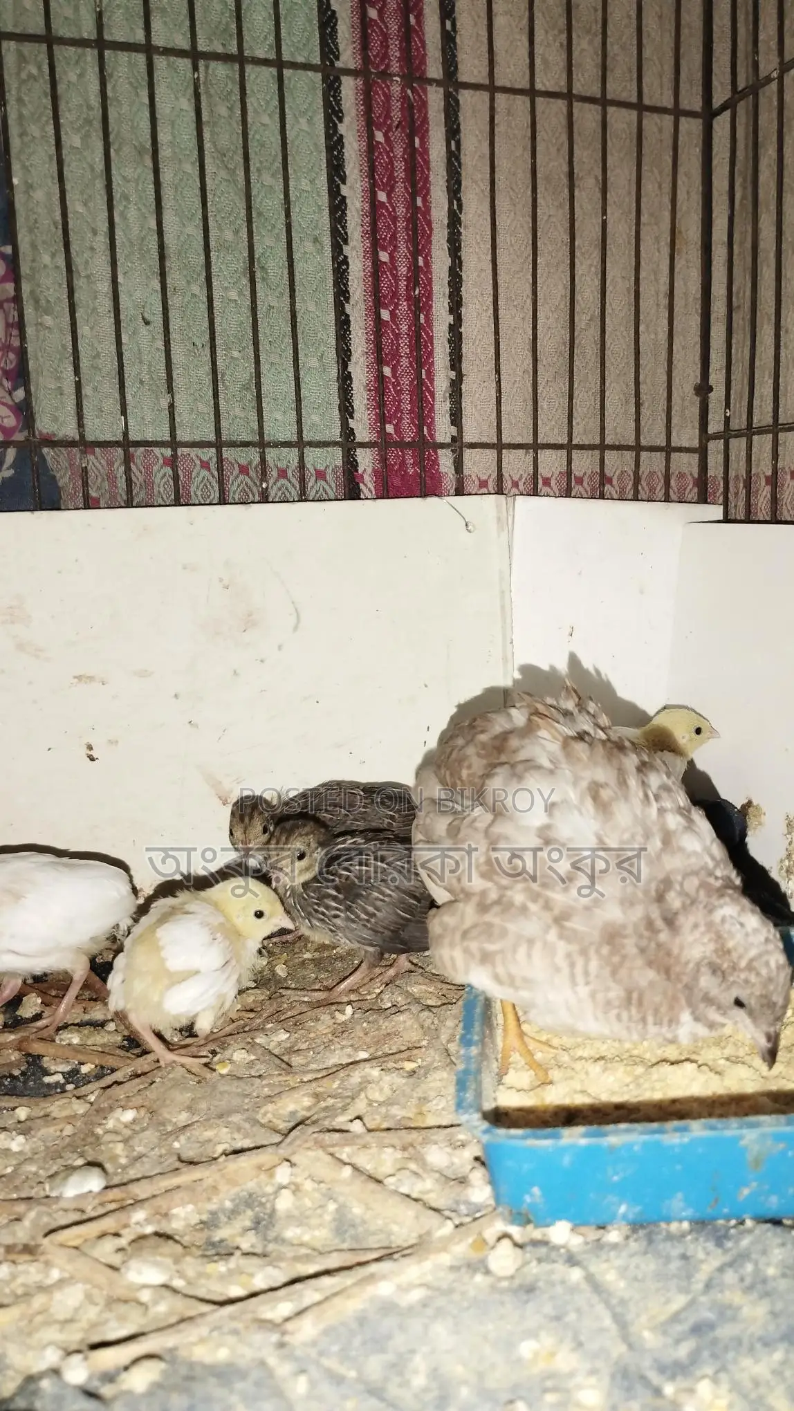Quail chicks for sale
